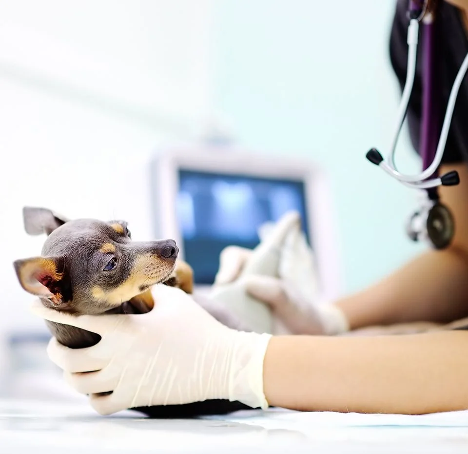 Veterinary ultrasonography is used in the diagnosis of potential diseases in animals, and it has become a very common practice, nowadays. It is a trending topic in the field of veterinary medicine and there are significant advantages to using it.