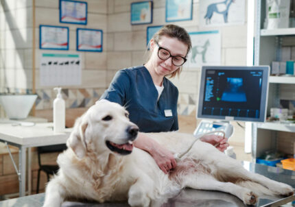 Diagnostic Veterinary Ultrasound